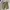 Gu Utility Military Pants Cream 