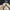 Gu Utility Military pants cream  photo 4