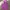 Polo Ralph Lauren Streetwear Casual Hoody Wanita Purple Pink