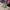 Timberland Low Boots photo 1