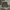 Lee Vintage Short Pria white tan black gray photo 1