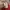 Vintage Short Pria white red photo 6