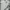 Giordano Luxury Streetwear Polo shirt Pria white photo 1