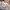 Giordano Luxury Streetwear Polo shirt Pria white photo 2