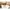 Gucci Women Belt GG Supreme in Brown 3 cm  photo 4