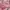 Uniqlo Parasut Lightweight Pocketable Pink Second  photo 5