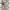 Cheongsam photo 1