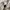 Polo Ralph Lauren Casual Sweatshirt Pria white cream photo 5