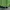 Adidas Casual Sweatshirt Pria green photo 2