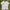 US Polo ASSN Poloshirt 