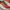 NEW BALANCE FREASH FOAM X MORE TRAIL  photo 2