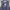 Formal vest inner suit photo 3