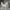 Nike Air Jordan Reigning Champ Grey