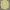 Bkk yellow stripe long sleeve shirt kemeja lengan panjang wa photo 1