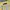Bkk yellow stripe long sleeve shirt kemeja lengan panjang wa photo 2
