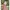 NWT Ditsy Nightgown (June Edition)