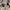 Jaket Outdoor Mountain Parka Foxfire Goretex Cream photo 6
