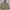 Jaket Outdoor Mountain Parka Foxfire Goretex Cream photo 1