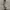 Jaket Outdoor Mountain Parka Foxfire Goretex Cream photo 7