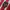 Jersey Timnas Indo Mills Red  photo 5