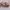 Distressed Von Dutch Beige/Tan Hat
