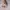 Distressed Von Dutch Beige/Tan Hat photo 5