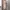One Point Direction Luxury Minimalist Going out dress Wanita tan photo 5