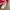 Kaos BlackYak Baselayer Kaos Outdoor Pink Trekking Kaos Olah photo 6