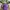 Topi Cap Polo Ralph Lauren Size Free Ungu Purple Tali Kulit photo 1