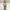 Tissot Stylist Ladies Gold Plated Quartz photo 5