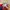 VONIN RED KNIT SWEATER photo 6