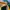 Puma Palermo Green Yellow photo 6