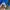 ADIDAS EURO BLUE  photo 3
