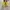 Vans Authentic 44 DX Anaheim Factory Yellow Original photo 4