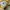 Vans Authentic 44 DX Anaheim Factory Yellow Original photo 6