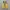Vans Authentic 44 DX Anaheim Factory Yellow Original photo 2