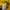 Pancoat Streetwear Casual Hoody Pria yellow photo 4