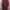 Luxury Evening dress Wanita burgundy photo 3