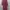 Luxury Evening Dress Wanita Burgundy