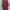 Luxury Evening dress Wanita burgundy photo 4