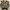 vest leopord photo 2