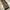 vest leopord photo 3