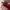 Cein Microbei Red  photo 5