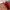 Cein Microbei Red  photo 4