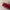 Cein Microbei Red  photo 6