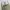 Dickies 874 Khaki Original Fit photo 3