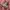 Jacket puffer ultralight packable unionbay marron photo 4