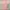 aesthete yourlife pink lace top photo 3