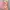 Longdress flower peri coquette kerajaan photo 2