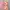 Longdress Flower Peri Coquette Kerajaan